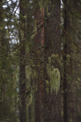 Old fir branches with moss and lichen.