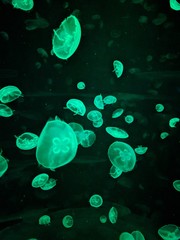 Glowing Green Jellyfish Isolated Black Background. Small Jelly Fish with Short Tentacles Swim in Sea Water on Dark Abstract Color. Magic Marine Medusa Float Motion in Aquarium Light Effect