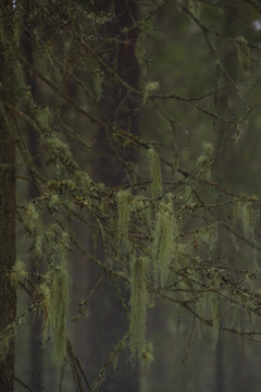 Old fir branches with moss and lichen.