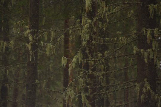 Old fir branches with moss and lichen.