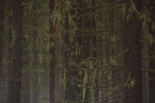 Old fir branches with moss and lichen.