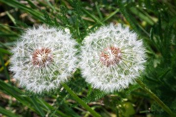 Two dandelions on green grass background
