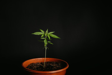 Junge Cannabispflanze im Blumentopf schwarzer Hintergrund