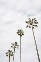 Palm trees in Newport Beach, California