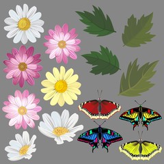 Fototapeta na wymiar Flowers, leaves and butterflies. Set for drawing up a theme of nature.