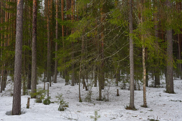 Naklejka premium Snow melting in forest