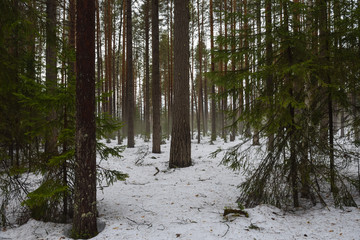 Snow melting in forest
