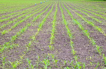 Fototapeta na wymiar Cornfield. Small corn sprouts, field landscape. Loose soil and stalks of corn on the field.