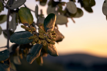 Holm oak flower at sunset.