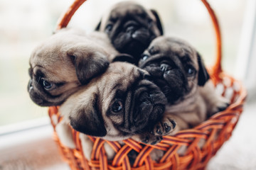 Pug dog puppies sitting in basket. Little puppies having fun. Breeding dogs