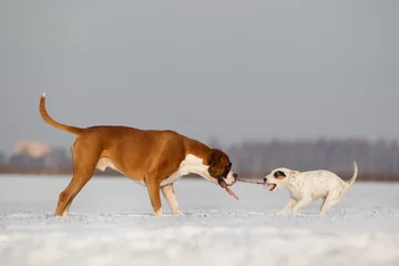 Foto auf Leinwand Hunde toben und spielen auf einem schneebedekten Feld im Winter  © Ines Hasenau