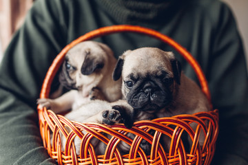 Young man holding basket with pug dog puppies. Little puppies having fun. Breeding dogs