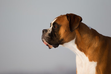 Hund Rüde Boxer im Schnee vor blauem Himmel im Winter bei Sonnenschein