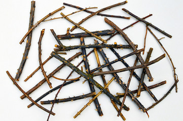 Many pieces of rose branches