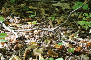 snake in forest