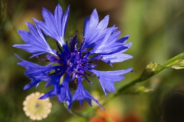Kornblume 4