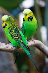 Two Budgerigars parrot birds nicknamed the budgie or the parakeet(Melopsittacus undulatus) sitting on a branch.