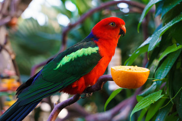 Male Australian King Parrot bird (Alisterus scapularis) eating an orange.