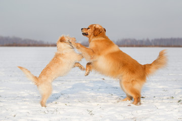 Hunde spielen und beißen