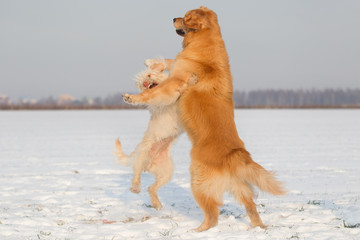 Hunde spielen und beißen