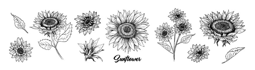 Sunflower hand drawn vector collection. Floral ink pen sketch. Black and white clipart. Realistic wildflower freehand drawing. Isolated monochrome floral design element. Sketched Helianthus outline
