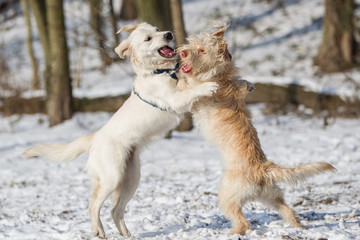 zwei süße Hunde spielen, raufen und beißen im Schnee