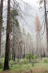 Fototapeta premium trees in forest