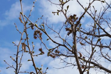 First leaves beginning to grow on the tree in spring after the cold winter, selective focus