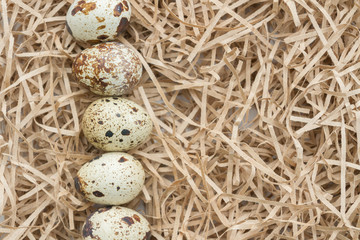 Quail spotted eggs lie on paper strips in the form of hay
