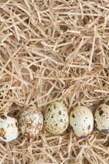 Obraz premium Quail spotted eggs lie on paper strips in the form of hay