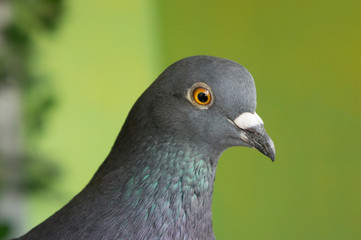 Pigeon Portrait Orange Eyes