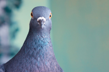 Pigeon Portrait Orange Eyes