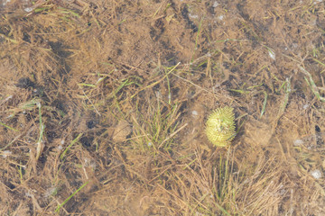 Spring flood carries the snow and turns into a puddle outside the city