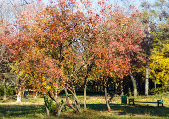 Colorful tree in the city park in autumn near the green bench