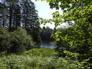 Lakeside Forest 2