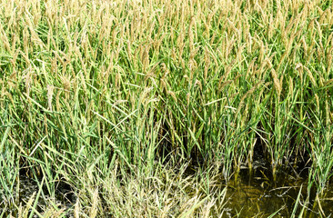 Field of rice in the rice paddies