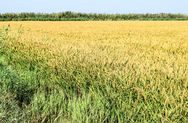 Field of rice in the rice paddies