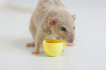the vigor concept. mouse beige. a rat drinks tea in the