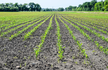 Field of seedlings of corn. Young corn in the field