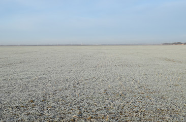 Field of winter wheat