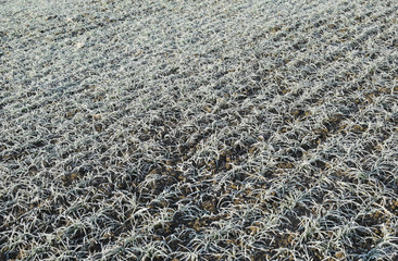 Field of winter wheat