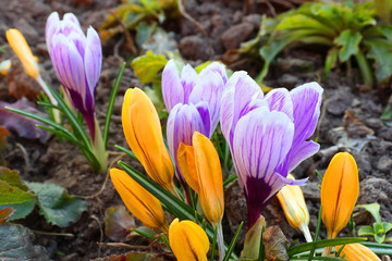 The first spring colors: blue-violet, yellow and white crocuses.