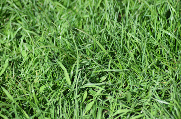 Field of young green barley