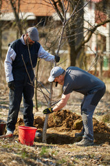 Farmers planting walnut tree