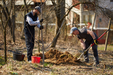 Farmers planting walnut tree