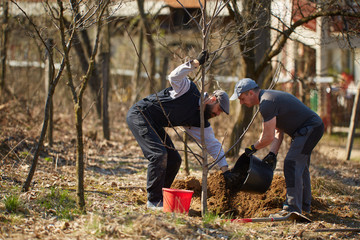 Farmers planting walnut tree