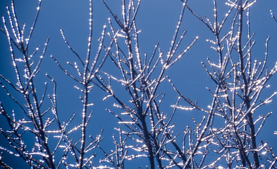 Tree branches completely frosted reflecting the bright sunlight during a very cold morning of winter 2018-2019.
