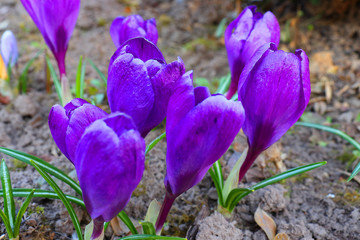 The first spring colors: blue-violet, yellow and white crocuses.