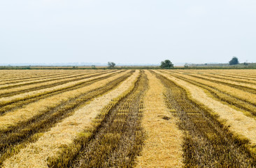 Field rice harvest began.