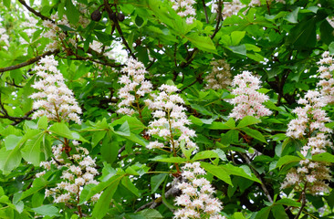 Flowering chestnut horse. White bunches of chestnut flowers.